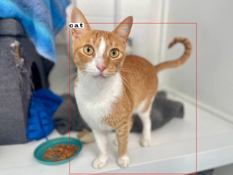 cat
