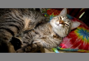 cat with rectangular letterbox transform