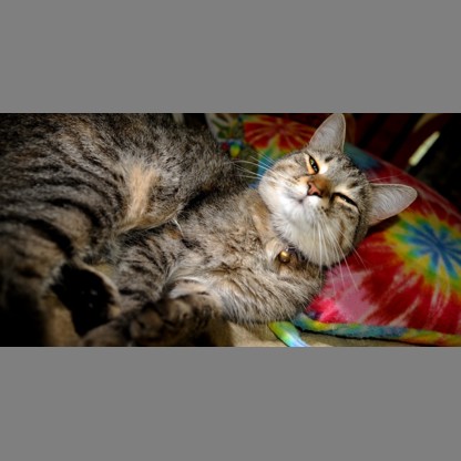 cat with square letterbox transform